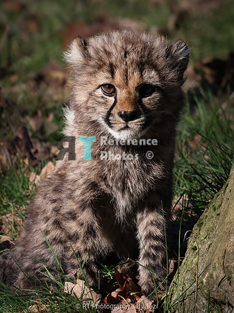 Cheetah cub