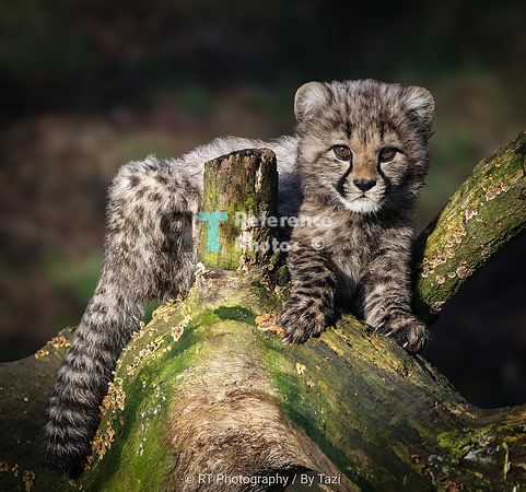 Cheetah cub