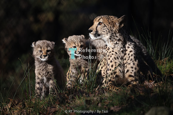 Cheetah with two cubs