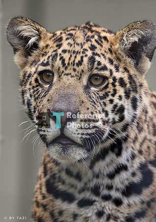 Juvenile jaguar