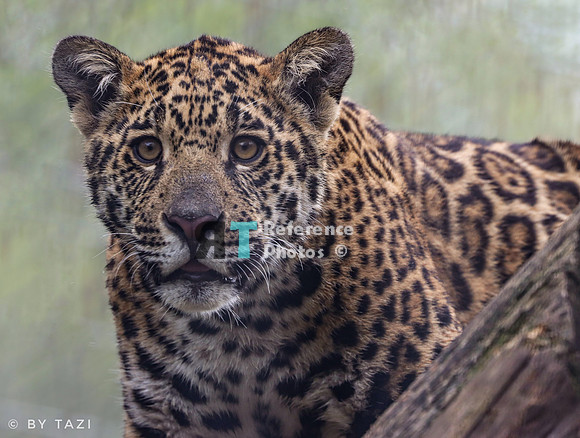 Juvenile jaguar