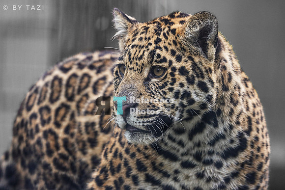 Juvenile jaguar