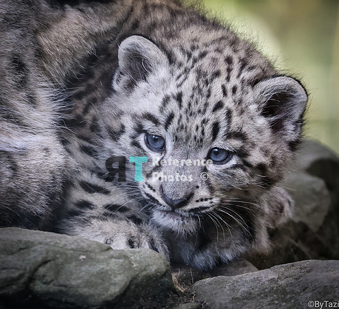 Snow leopard cub