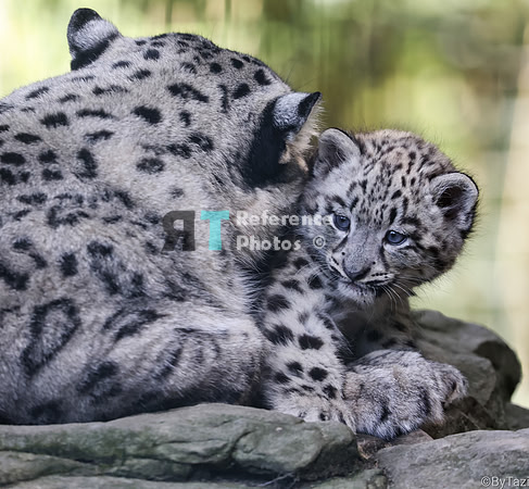 Snow leopard cub