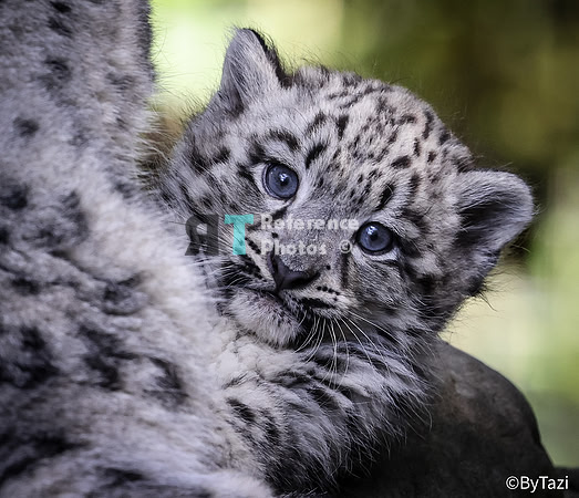 Snow leopard cub