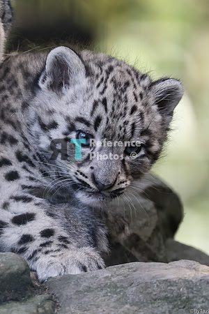 Snow leopard cub