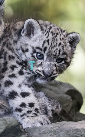 Snow leopard cub