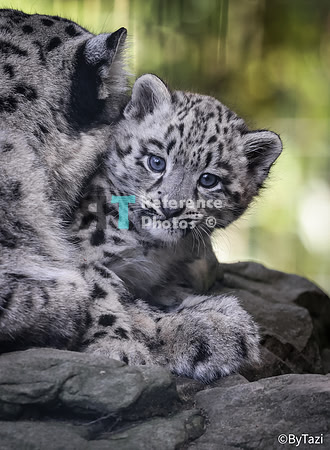 Snow leopard cub