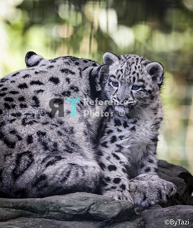 Snow leopard cub