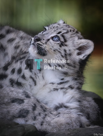 Snow leopard cub
