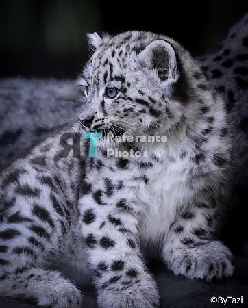 Snow leopard cub