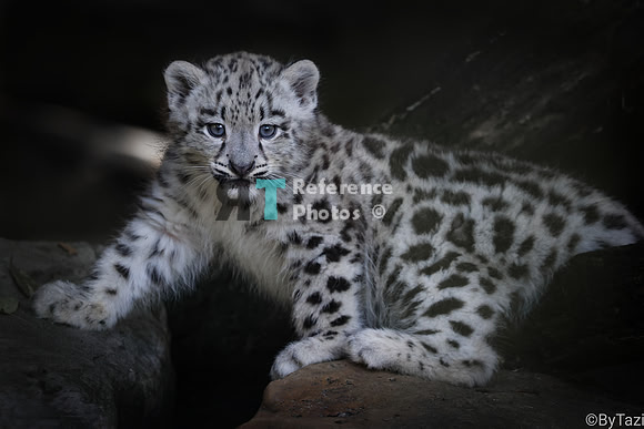Snow leopard cub