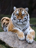 Amur tiger