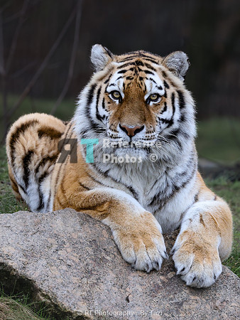 Amur tiger