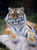 Amur tiger