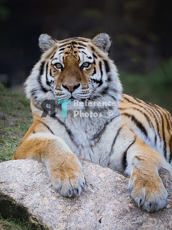 Amur tiger
