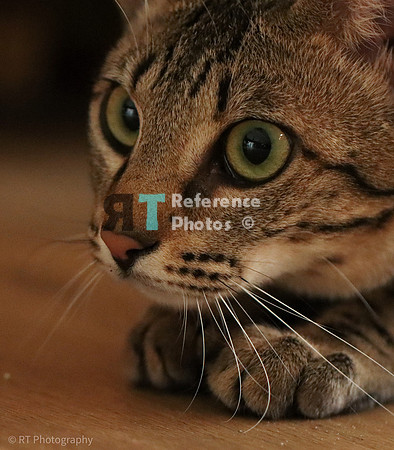 Savannah Cat 'Gaia' of Cattey Savval