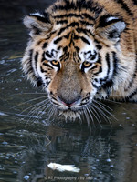 juvenile amur tiger