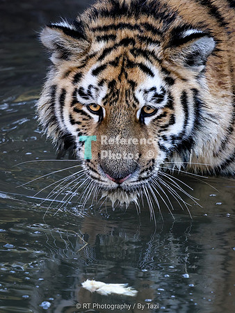 juvenile amur tiger