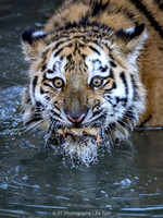 Juvenile Amur tiger with 'funny' face