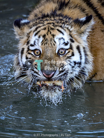 Juvenile Amur tiger with 'funny' face