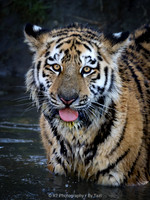 Juvenile tiger with tongue out