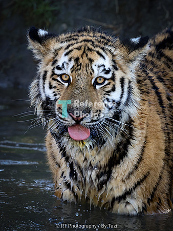 Juvenile tiger with tongue out