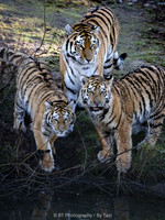 Tiger mum with two 8-month-old cubs