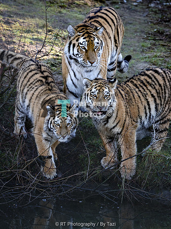 Tiger mum with two 8-month-old cubs