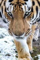 Amur tiger close up