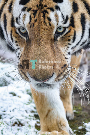 Amur tiger close up
