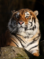 Bengal tiger