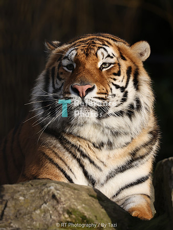 Bengal tiger