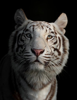 White tiger