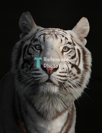 White tiger