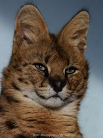 Serval (male)