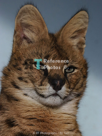 Serval (male)