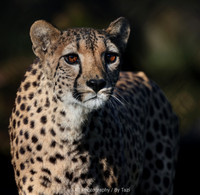 Cheetahs