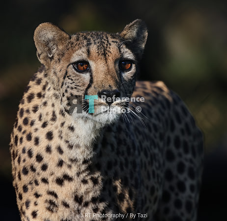 Cheetah