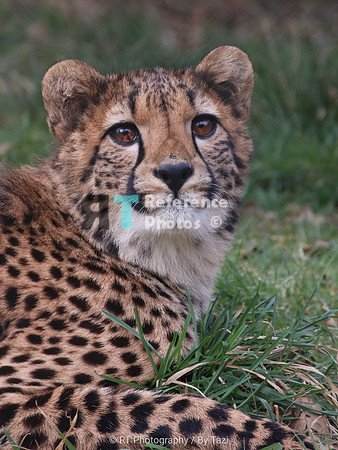 Cheetah cub (1 year old)
