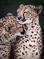 Cheetah hug