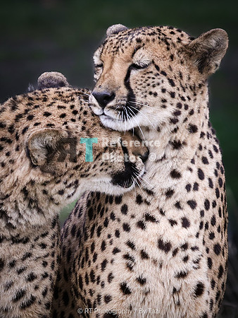 Cheetah hug