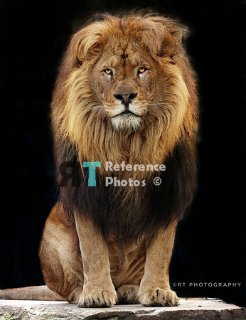 African lion  sitting