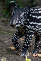 Juvenile Malayan tapir