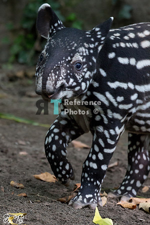 Juvenile Malayan tapir