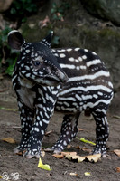 Juvenile Malayan tapir