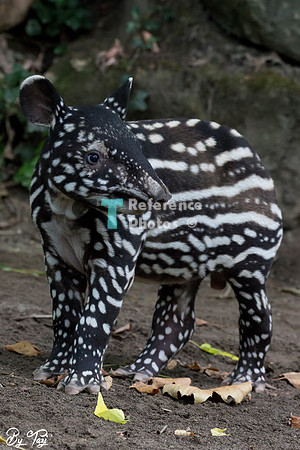 Juvenile Malayan tapir
