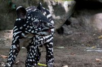 Juvenile Malayan tapir