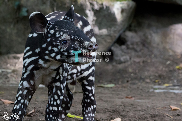 Juvenile Malayan tapir