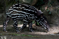 Juvenile Malayan tapir